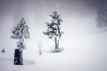  snowy winter landscape