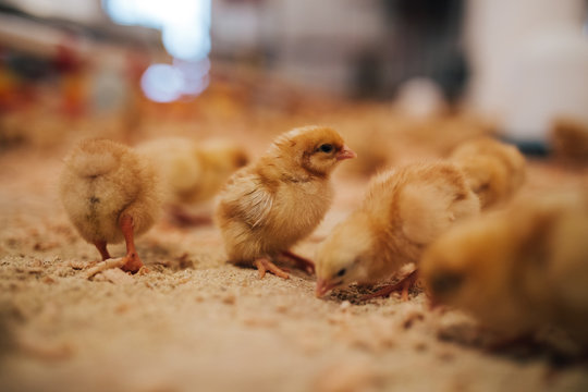 Little yellow chicks in chicken farm. Selective focus. Short depth of field. Low light.