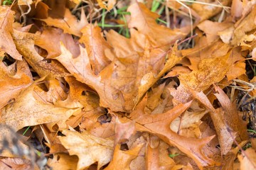 Dry oak leaves lying on ground