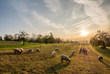 Fototapeta premium Owce na pastwisku