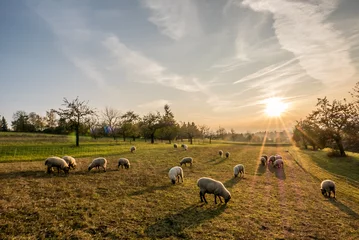 Papier Peint photo Lavable Moutons Schafe auf der Weide