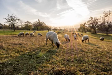 Poster de jardin Moutons Schafe auf der Weide