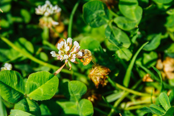 Obraz premium Close-up macro of a bee pollinating on a white clover flower