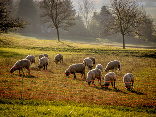 Schafe auf der Weide