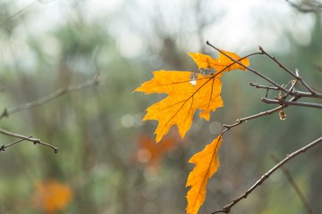 Naklejka na ściany i meble Dry oak leaves in autumn