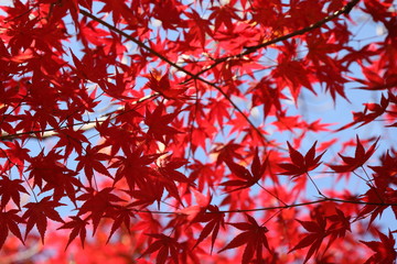 もみじの紅葉 ( Autumn leaves of a maple )