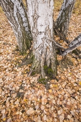 The autumn birch trees and leaves