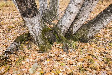 The autumn birch trees and leaves