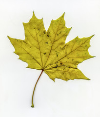 Yellow Maple leaf