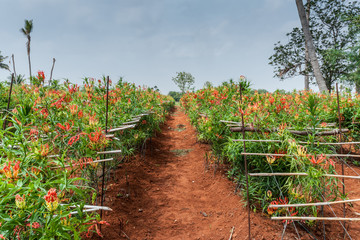 Dindigul, India - October 24, 2013: View along path through field of Tiger Claw medicinal plants and their vibrant red flowers. Also known as Glory lily or Fire Flower. Red dirt and blue skies. © Klodien
