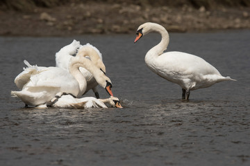 Mute Swan, Swans - fight.