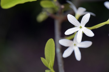 White sandpaper vine in boom