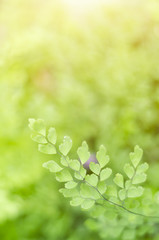 Natural defocused and depth of field (DOF) effect of green leaf, the bokeh effect and morning sunlight