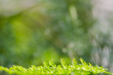 Used for background - Natural defocused and depth of field (DOF) effect of green leaf, the bokeh effect