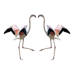 Bird flamingo isolated on white background ,Beautiful bird flamingo , flamingo in lovely moment