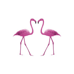 Bird flamingo isolated on white background ,Beautiful bird flamingo , flamingo in lovely moment