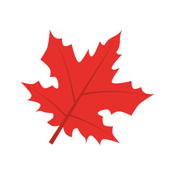 mapple leaf isolated icon vector illustration design