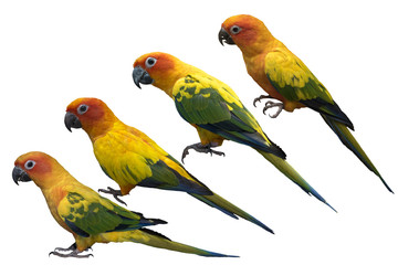 Colorful of  Parrot, sun Conure , yellow parrot , small parrot isolated on white background