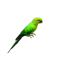 Colorful of  Parrot, sun Conure , yellow parrot , small parrot isolated on white background
