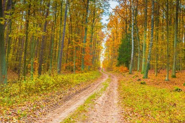 Fototapeta na wymiar European autumnal forest landscape