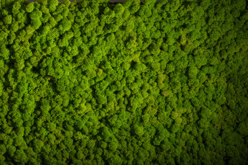 Panele Szklane  Ściana z mchu renifera, zielona dekoracja ściany, porost Cladonia rangi