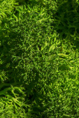 Reindeer moss wall, green wall decoration, lichen Cladonia rangi