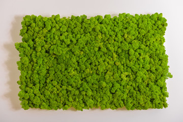 Reindeer moss wall, green wall decoration, lichen Cladonia rangi