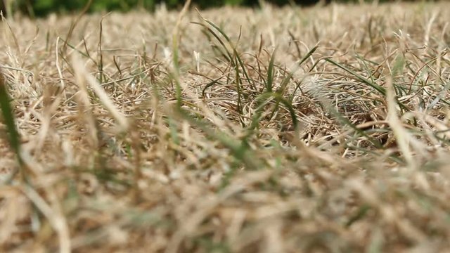 Long summer drought as garden turf is dying