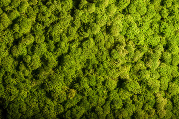 Reindeer moss wall, green wall decoration, lichen Cladonia rangi © asafaric