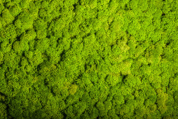 Reindeer moss wall, green wall decoration, lichen Cladonia rangi