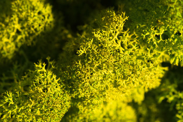 Reindeer moss wall, green wall decoration, lichen Cladonia rangi