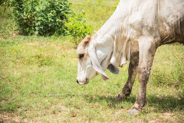 Cow in country,cows on meadow in Thailand