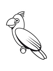 Parrot funny children