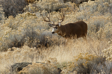 Naklejka na ściany i meble Deer buck with large antlers