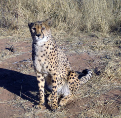 Fototapeta premium Cheetah in Namibia