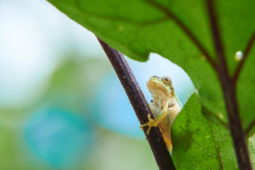 ニホンアマガエル　茄子の葉