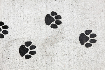 Stenciled dog paw prints on sidewalk. Horizontal.