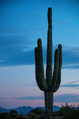 Saguaro Cactus