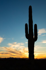 Saguaro Cactus