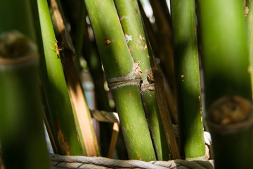 Natural bamboo green background.