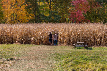 Into the Maize