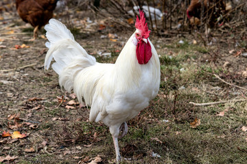 rooster, farmlife, hen, poultry, cockerel, farmanimals, chickens, photograph, bird, barnyard
