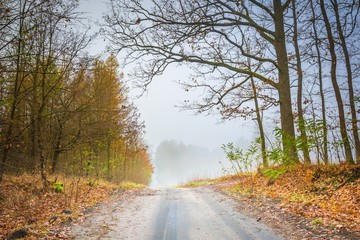 Fototapeta premium Early winter forest