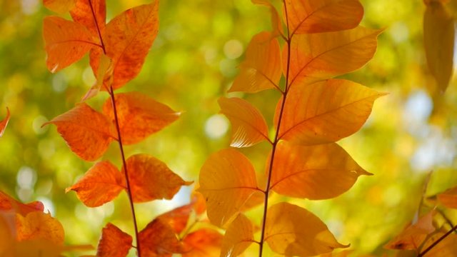 そよ風と木漏れ日の森 ４６－うるし 紅葉