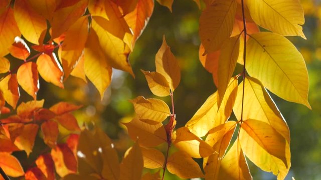 そよ風と木漏れ日の森 ４７－うるし 紅葉