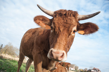 portrait de vache brune en gros plan