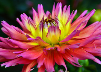 Beautiful pink and yellow dahlia flower