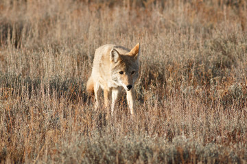 Coyote hunting