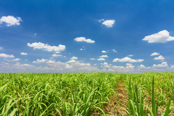 sugarcane field