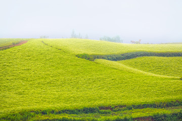 Mustard field in autumn at countryside of Kunming, yunnan province China. With fog, mist, haze and smoke effect at background. 